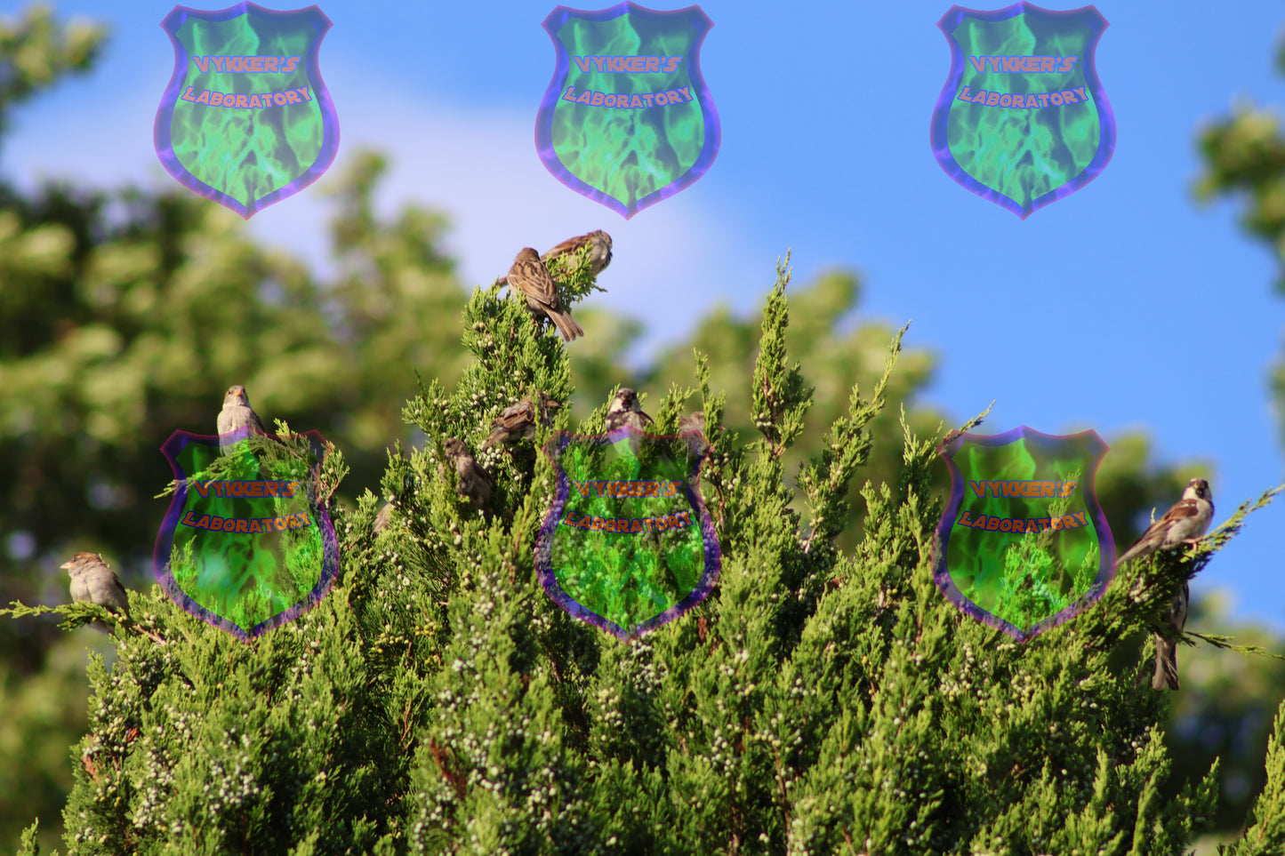 Eastern Finch Family