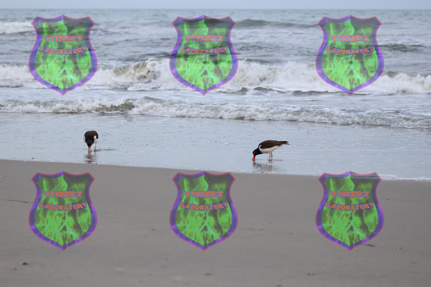 Oystercatchers Apart