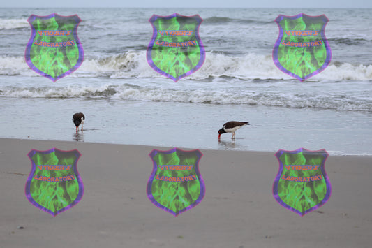 Oystercatchers Apart